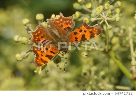 Closeup on a colorful Comma butterfly,Polygonia c- album, with open orange wings no Ivy 94741752