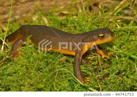 Closeup on a rough-skinned newt, Taricha granulosa sitting on green moss Closeup on a rough-skinned newt, Taricha granulosa sitting on green moss 94741753