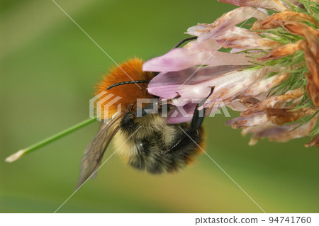 Closeup on the European common brown-banded bumble bee, Bombus pascuorum on a pink clover flower 94741760
