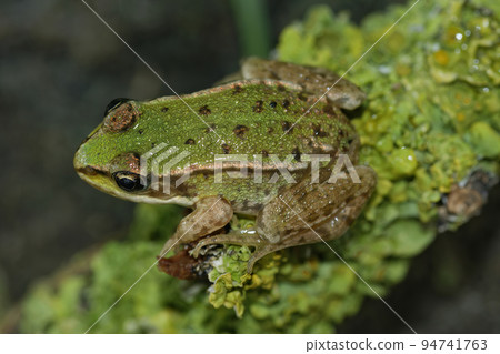 Closeup on a brilliant green juvenile Marsh frog, Pelophylax ridibundus sitting on lichen covered wood 94741763