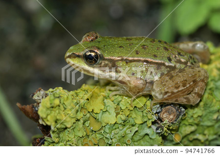 Closeup on a brilliant green juvenile Marsh frog, Pelophylax ridibundus sitting on lichen covered wood Closeup on a brilliant green juvenile Marsh frog, Pelophylax ridibundus sitting on lichen covered wood 94741766