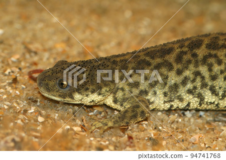 Closeup on the endangered African Algerian ribbed newt, Pleurodeles nebulosus Closeup on the endangered African Algerian ribbed newt, Pleurodeles nebulosus 94741768