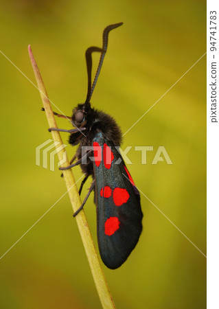 Vertical closeup on the colorful day-flying moth, Zygaena trifolii or five spot burnet 94741783