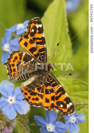 Vertical closeup on a colorful Map Butterfly, Araschnia levan with open wings Vertical closeup on a colorful Map Butterfly, Araschnia levan with open wings 94741784