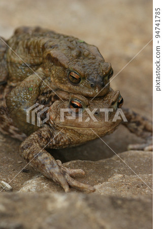 Closeup on a a couple of common European toad, Bufo bufo in copulation the garden 94741785