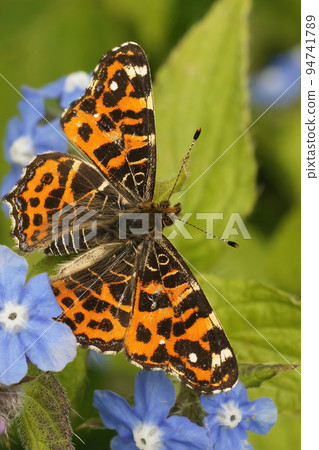 Vertical closeup on a colorful Map Butterfly, Araschnia levan with open wings 94741789