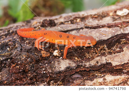 Closeup on a colorful red eft stage juvenile Red-spotted newt Notophthalmus viridescens Closeup on a colorful red eft stage juvenile Red-spotted newt Notophthalmus viridescens 94741798