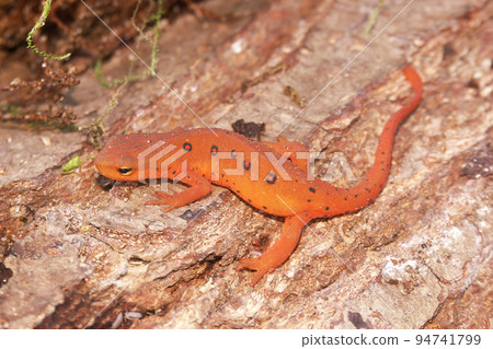 Closeup on a colorful red eft stage juvenile Red-spotted newt Notophthalmus viridescens Closeup on a colorful red eft stage juvenile Red-spotted newt Notophthalmus viridescens 94741799