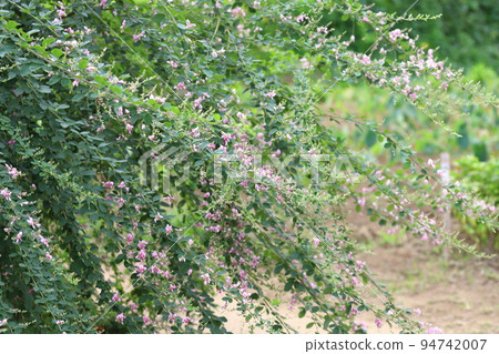萩花 94742007