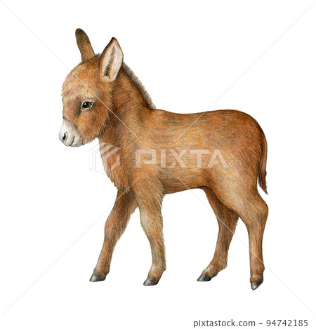 Young donkey farm animal. Watercolor illustration. Hand drawn realistic baby donkey side view. Newborn farm cute animal. White background 94742185