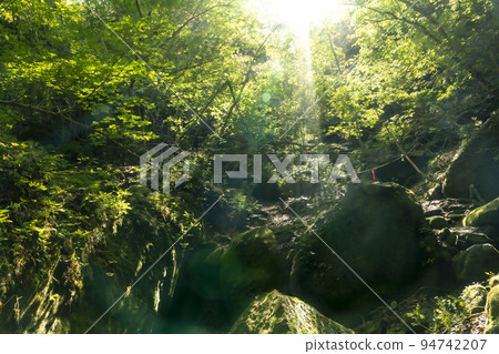 A garden of moss 94742207