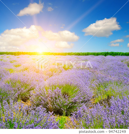 Beautiful lavender field and sunset . 94742249
