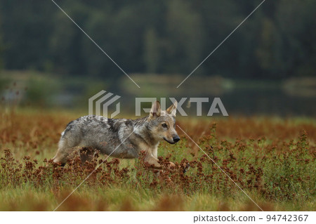 Wolf from Finland. Gray wolf, Canis lupus, in the summer morning light, on the meadow. Wolf in the nature habitat. Wild animal in the Finland taiga. Wildlife nature, Europe 94742367