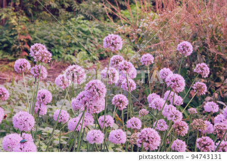 Purple onion flowers in farming and harvesting. Organic vegetables grown in a rural garden. Growing vegetables at home. Purple onion flowers in farming and harvesting. Organic vegetables grown in a rural garden. Growing vegetables at home. 94743131