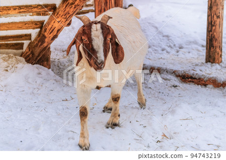 Sheep with funny ear is standing on white background and looking at the camera. Winter day in rustic village. Ewe and lamb farm. Sheep with funny ear is standing on white background and looking at the camera. Winter day in rustic village. Ewe and lamb farm. 94743219