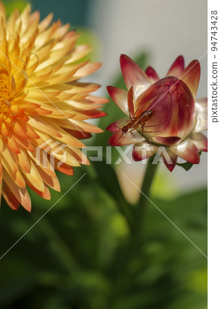 Beautiful flower macro. Orange Ant sitting on Helichrysum bracteatum 94743428