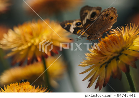 Beautiful macro of Common Buckeye - Junonia coenia collecting nectar from a Helichrysum bracteatum Beautiful macro of Common Buckeye - Junonia coenia collecting nectar from a Helichrysum bracteatum 94743441