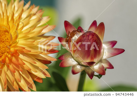 Beautiful flower macro. Orange Ant sitting on Helichrysum bracteatum 94743446