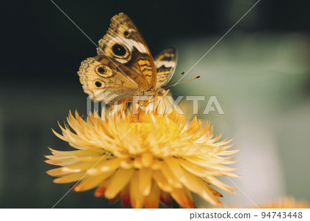 Beautiful macro of Common Buckeye - Junonia coenia collecting nectar from a Helichrysum bracteatum 94743448