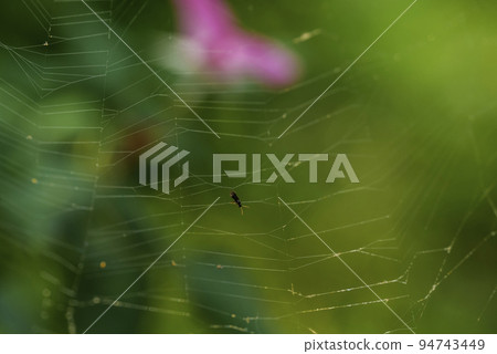 small fly stuck on a web on a blurred green background 94743449