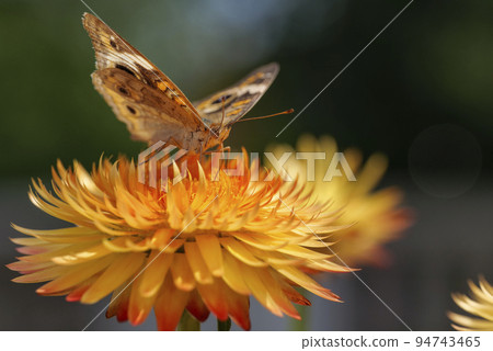 Beautiful macro of Common Buckeye - Junonia coenia collecting nectar from a Helichrysum bracteatum Beautiful macro of Common Buckeye - Junonia coenia collecting nectar from a Helichrysum bracteatum 94743465