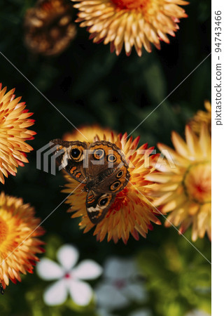 Beautiful macro of Common Buckeye - Junonia coenia collecting nectar from a Helichrysum bracteatum 94743466