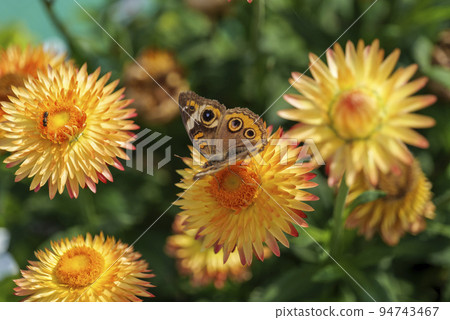 Beautiful macro of Common Buckeye - Junonia coenia collecting nectar from a Helichrysum bracteatum Beautiful macro of Common Buckeye - Junonia coenia collecting nectar from a Helichrysum bracteatum 94743467