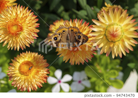 Beautiful macro of Common Buckeye - Junonia coenia collecting nectar from a Helichrysum bracteatum Beautiful macro of Common Buckeye - Junonia coenia collecting nectar from a Helichrysum bracteatum 94743470