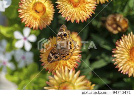 Beautiful macro of Common Buckeye - Junonia coenia collecting nectar from a Helichrysum bracteatum 94743471
