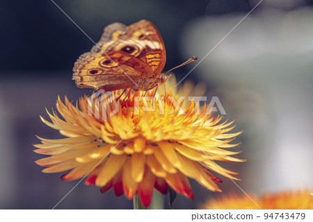 Beautiful macro of Common Buckeye - Junonia coenia collecting nectar from a Helichrysum bracteatum Beautiful macro of Common Buckeye - Junonia coenia collecting nectar from a Helichrysum bracteatum 94743479