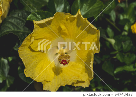 Close up of Beautiful and colorful hibiscus flowers in full bloom taken in bright sunshine, Macro. Close up of Beautiful and colorful hibiscus flowers in full bloom taken in bright sunshine, Macro. 94743482