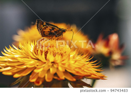 A Peck's Skipper is collecting nectar from a Helichrysum bracteatum 'Golden Yellow' 94743483
