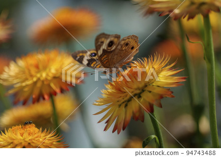 Beautiful macro of Common Buckeye - Junonia coenia collecting nectar from a Helichrysum bracteatum 94743488