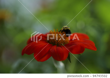 Close up. Bumblebee is collecting nectar from a Fiesta del Sol Mexican Sunflower  94743502