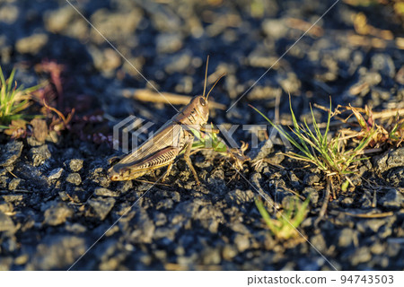 a closeup of a grasshopper sitting on the pavement, grass grows from the asphalt a closeup of a grasshopper sitting on the pavement, grass grows from the asphalt 94743503