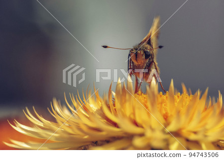 A Peck's Skipper is collecting nectar from a Helichrysum bracteatum 'Golden Yellow' A Peck's Skipper is collecting nectar from a Helichrysum bracteatum 'Golden Yellow' 94743506