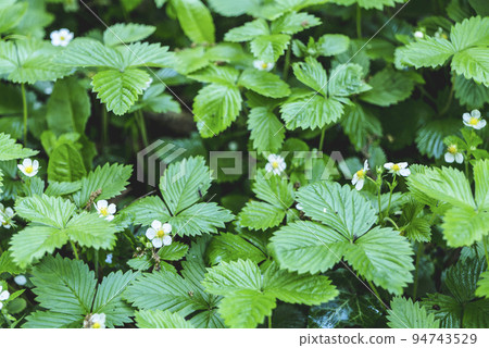 Spring white flowers of strawberries on the field. Green field of strawberries. Background. Fragaria vesca Spring white flowers of strawberries on the field. Green field of strawberries. Background. Fragaria vesca 94743529