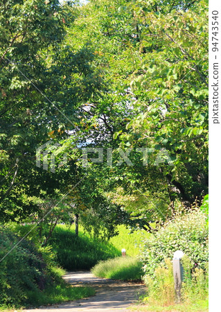 用新鮮的綠色包裹的公園 94743540