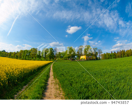 Field of rapeseed plant with country road Field of rapeseed plant with country road 94743857