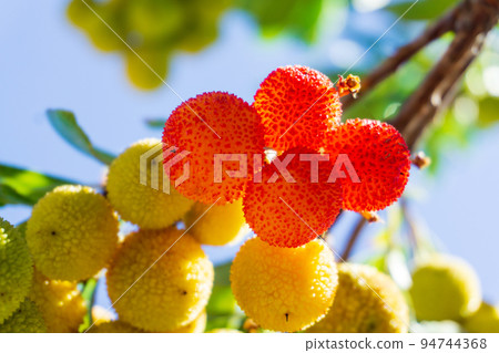 Yellow thorny Arbutus fruits ripen on a branch in an orchard 94744368