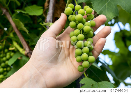 a woman's hand holds a bunch of grapes on a vine, grape crop concept 94744604