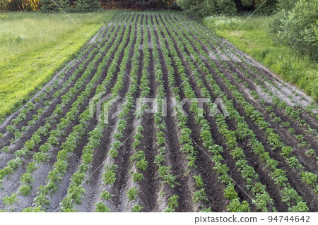 cultivation of an environmentally friendly product, potatoes grow 94744642