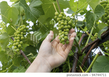 a woman's hand holds a bunch of grapes on a vine, grape crop concept a woman's hand holds a bunch of grapes on a vine, grape crop concept 94744711