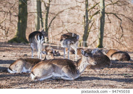 Deer herd in autumn forest in Denmark 94745038