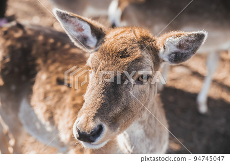 Charming deer face close-up. Nature in Denmark 94745047