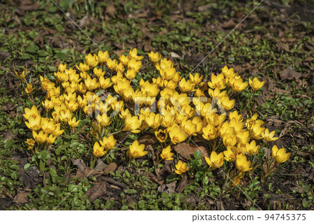Forest glade with group of flowering yellow primroses 94745375