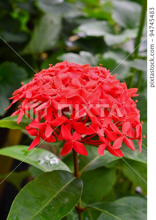 Tropical plant Santanka Tropical plant Santanka 94745483