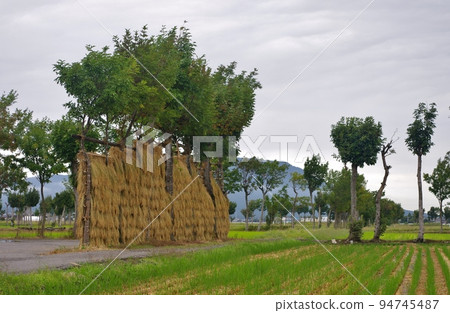 chopped rice 94745487