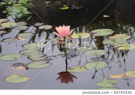 Water lily flowers with pink petals reflected on the surface of the water and scenery of a pond with green leaves floating 94745836
