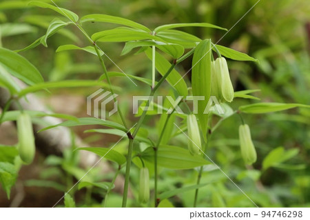 Hochakuso野草初夏 Hochakuso野草初夏 94746298